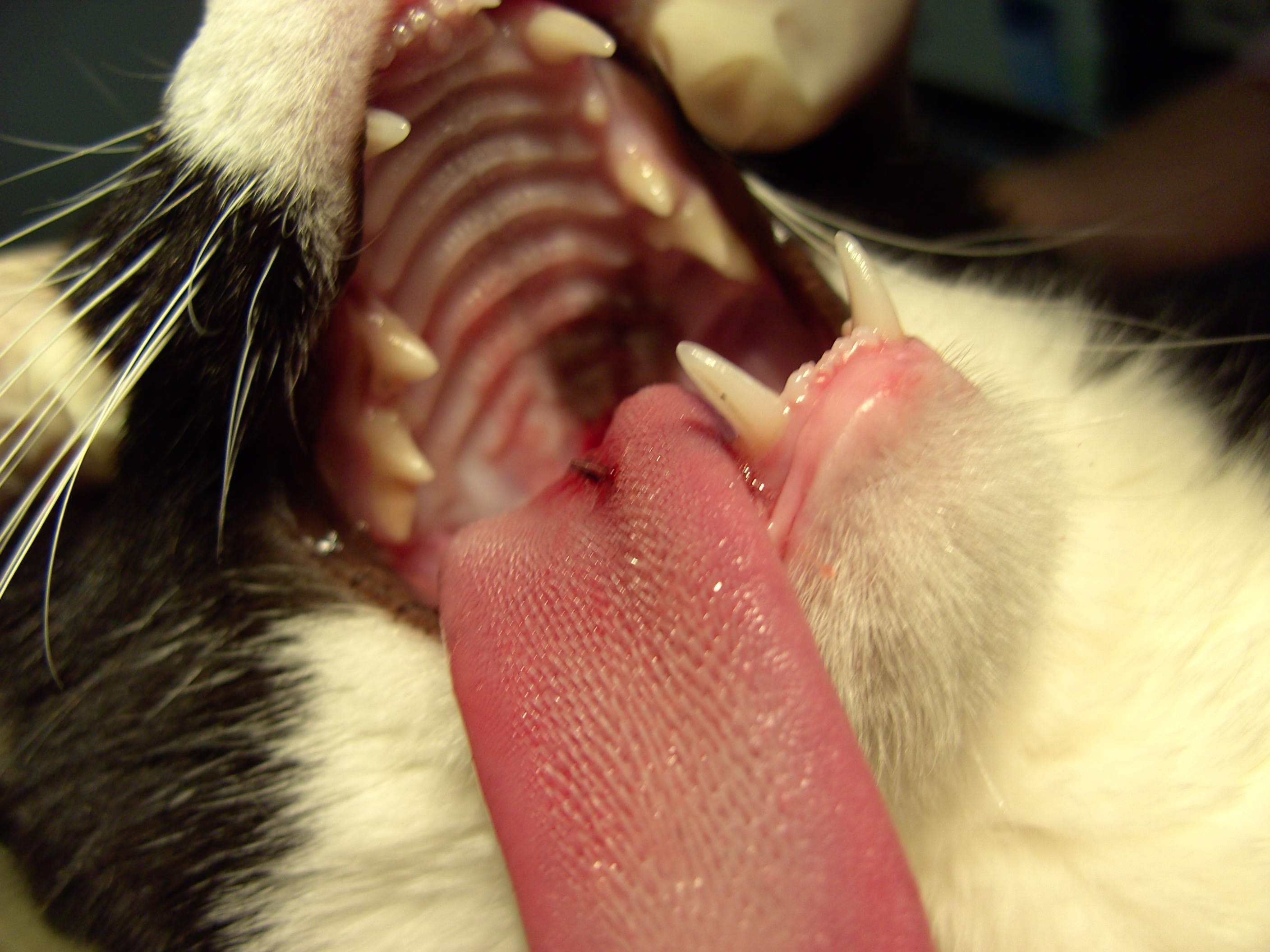 kat naald van doorn 015 3